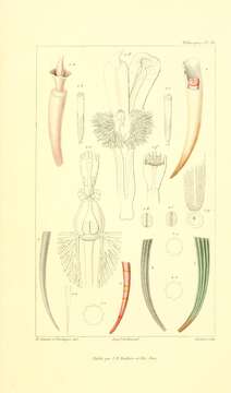 Image of Laevidentalium eburneum (Linnaeus 1767)