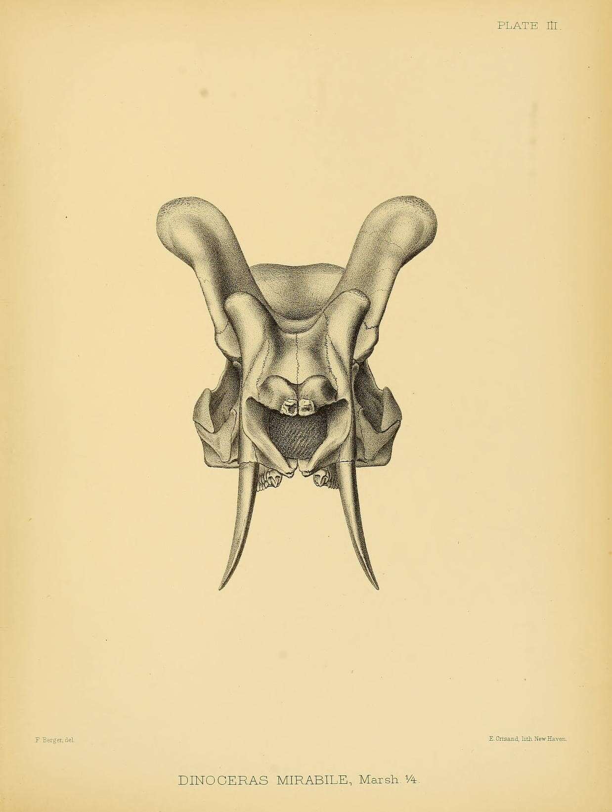 Image de Dinoceras mirabile