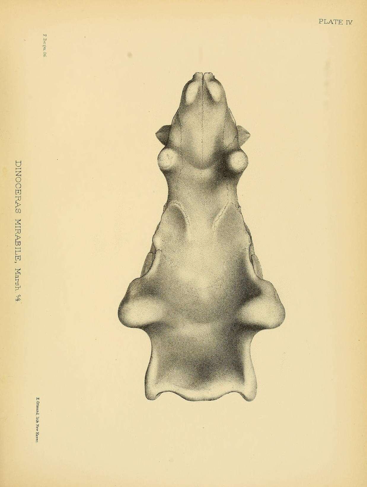 Image of Dinoceras mirabile