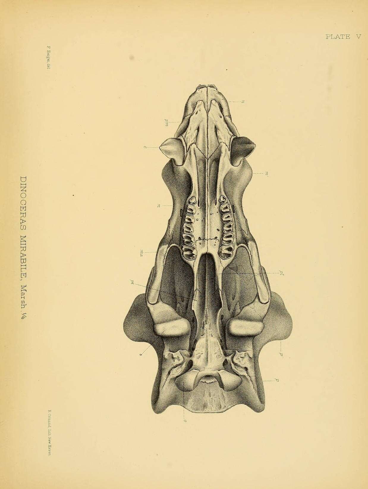 Image de Dinoceras mirabile