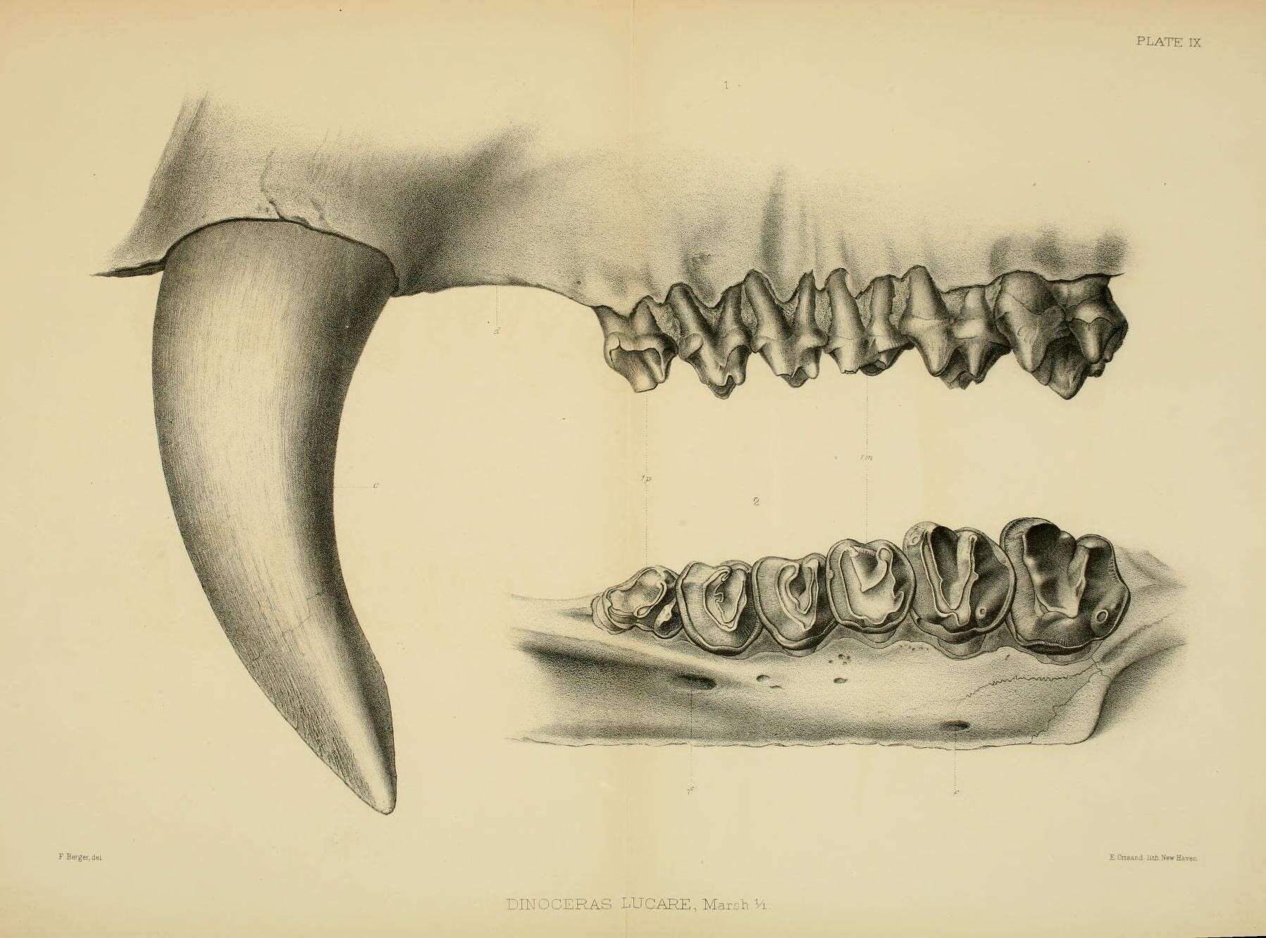 Image de Dinoceras lucare