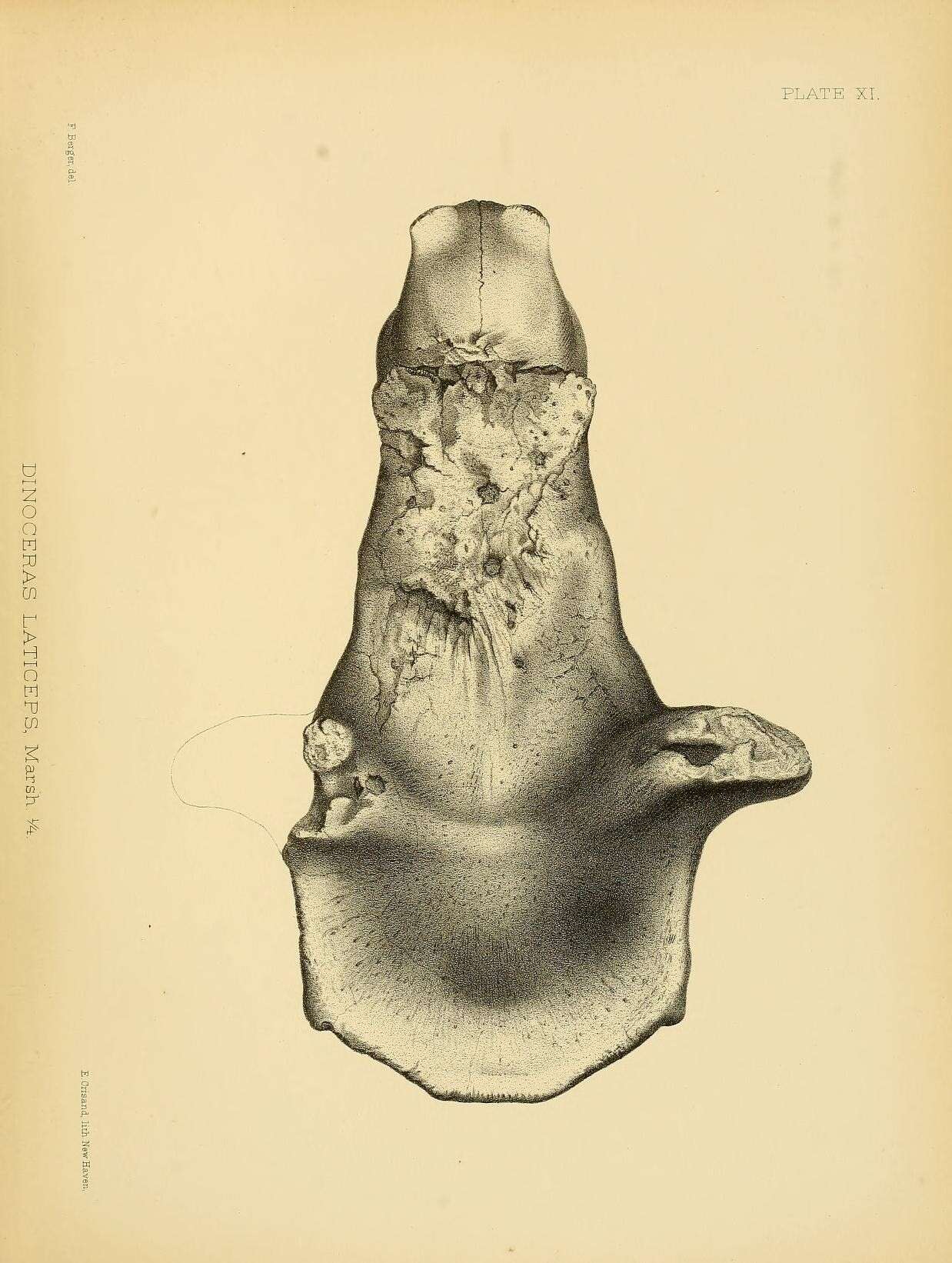 Image of Dinocerata