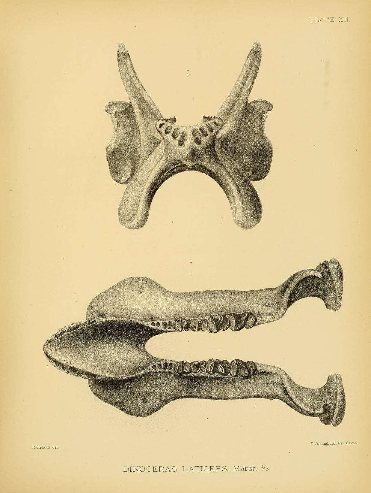 Plancia ëd Dinocerata