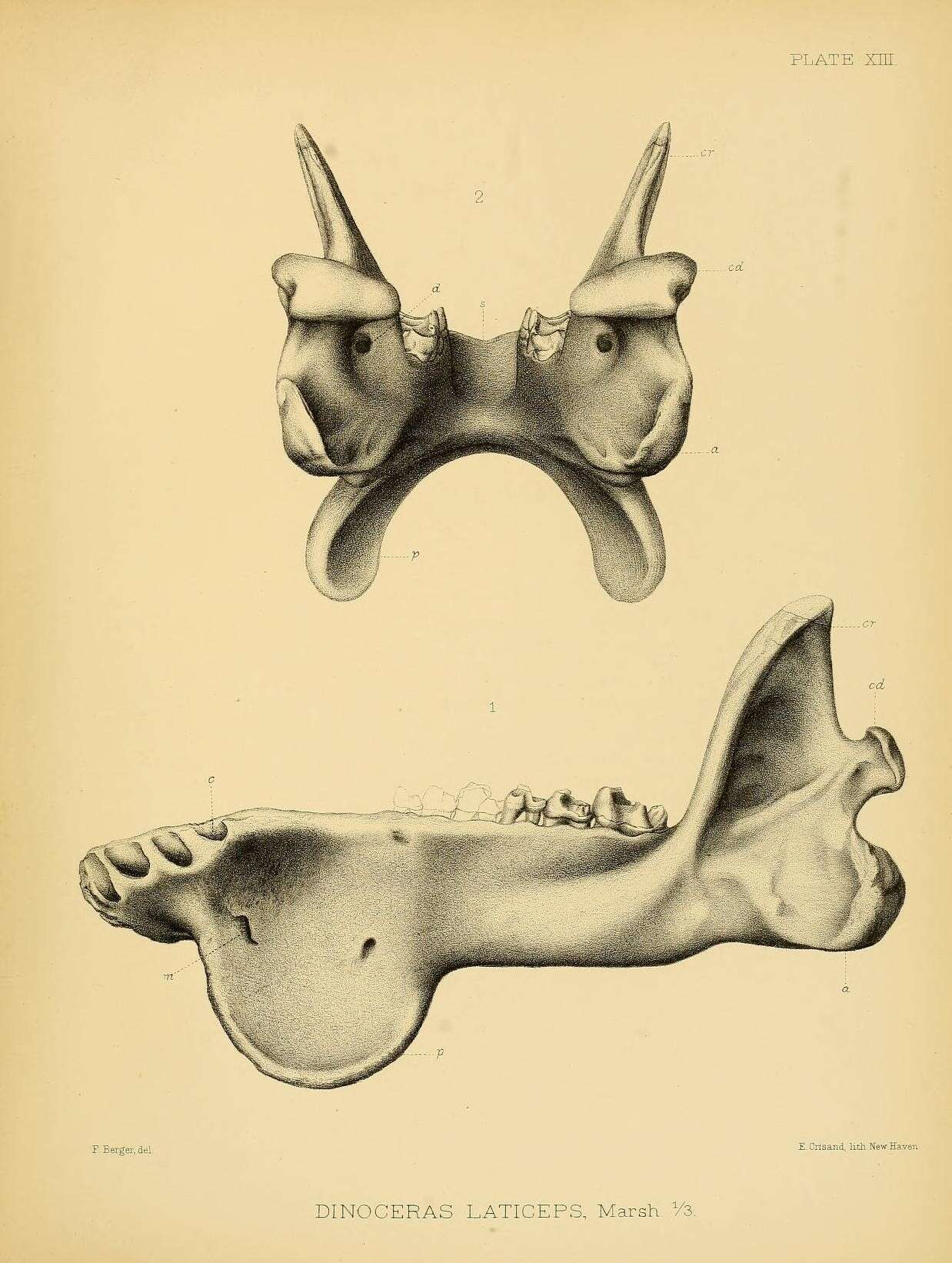 Plancia ëd Dinocerata