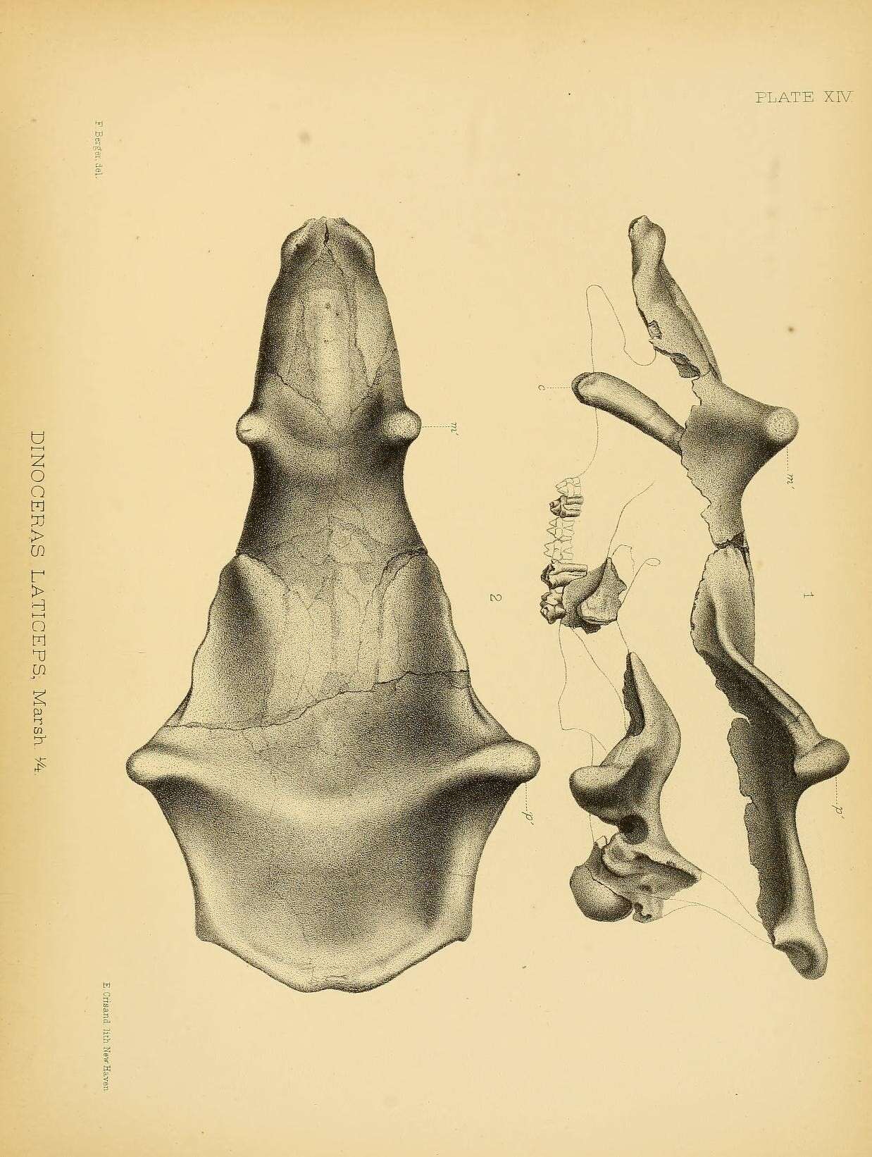 Plancia ëd Dinocerata