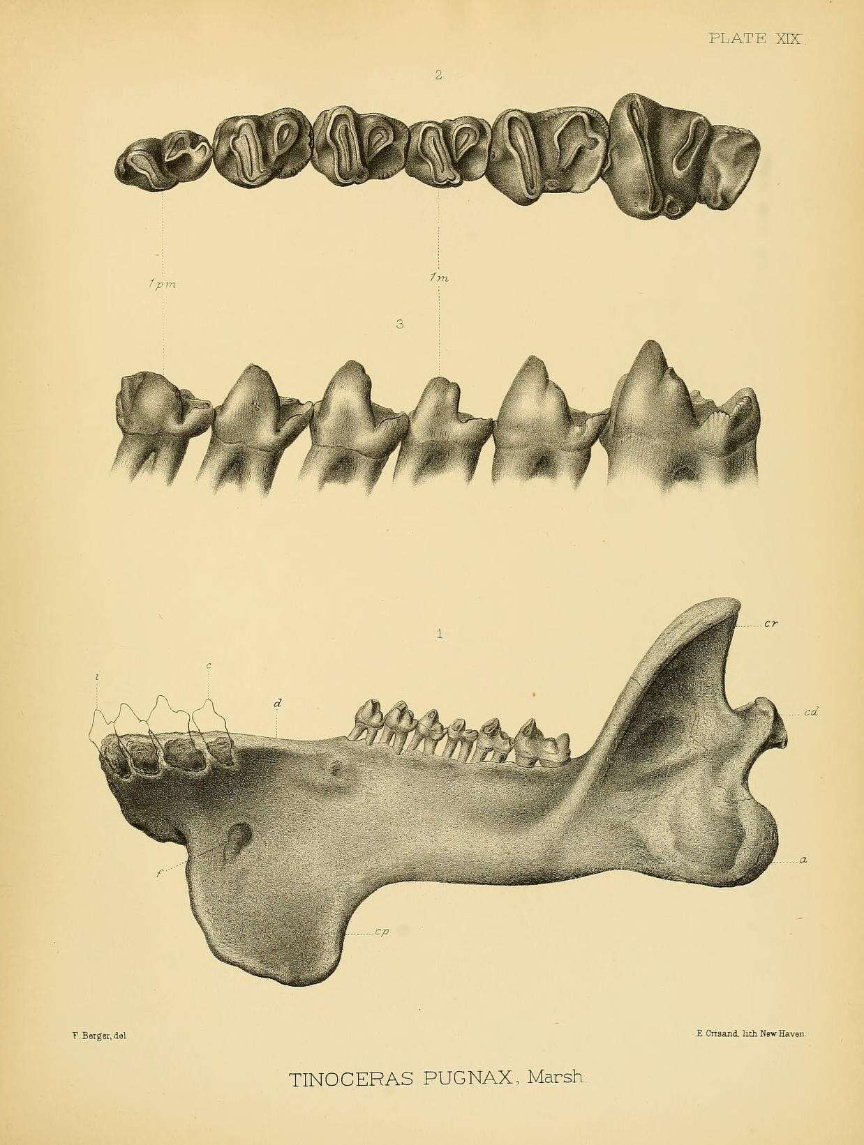Image of Dinocerata