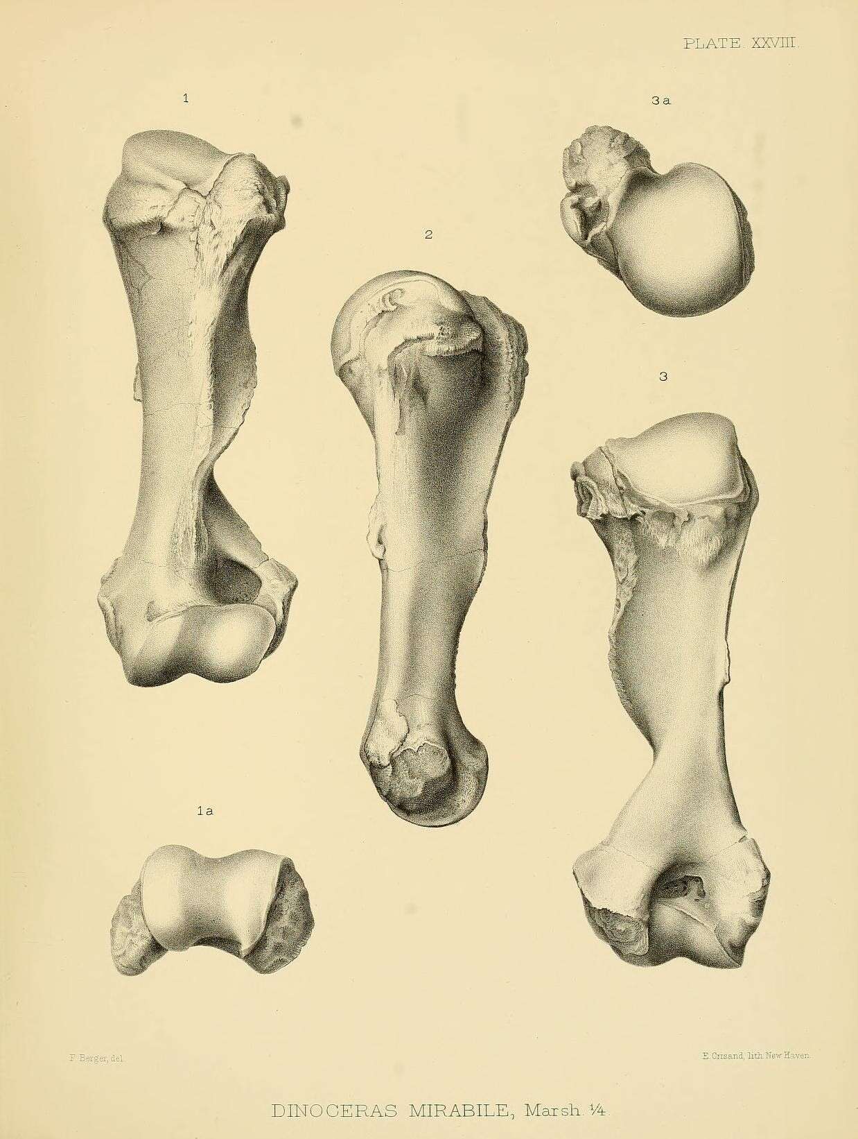 Image de Dinoceras mirabile