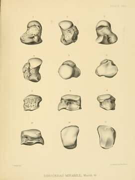 Image de Dinoceras mirabile