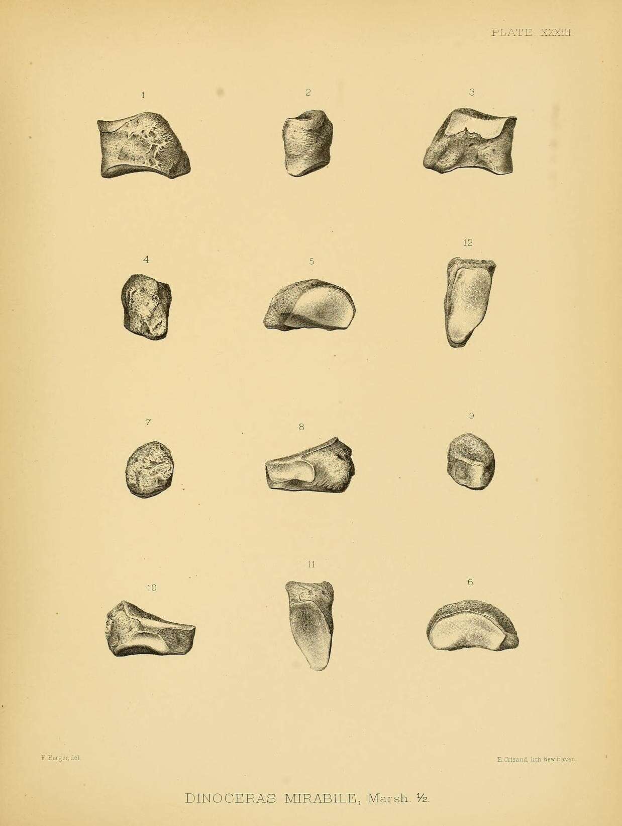 Image de Dinoceras mirabile