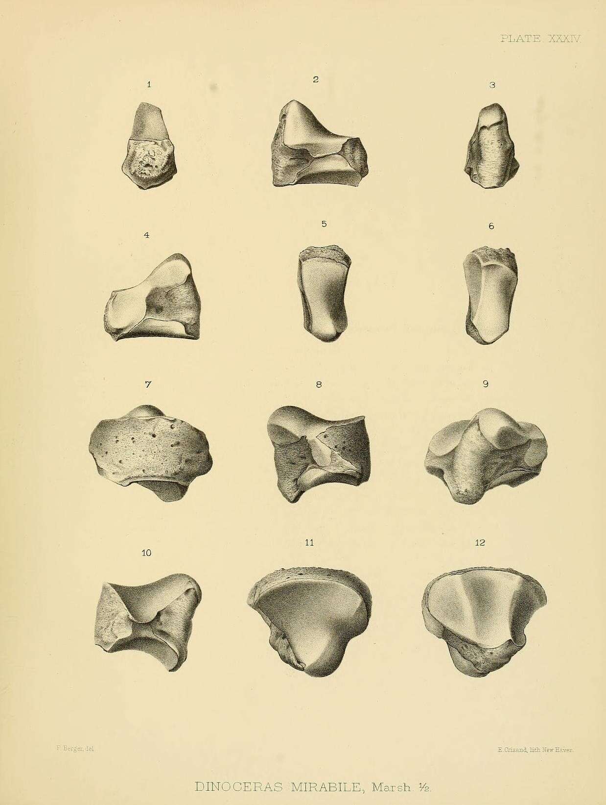 Image de Dinoceras mirabile