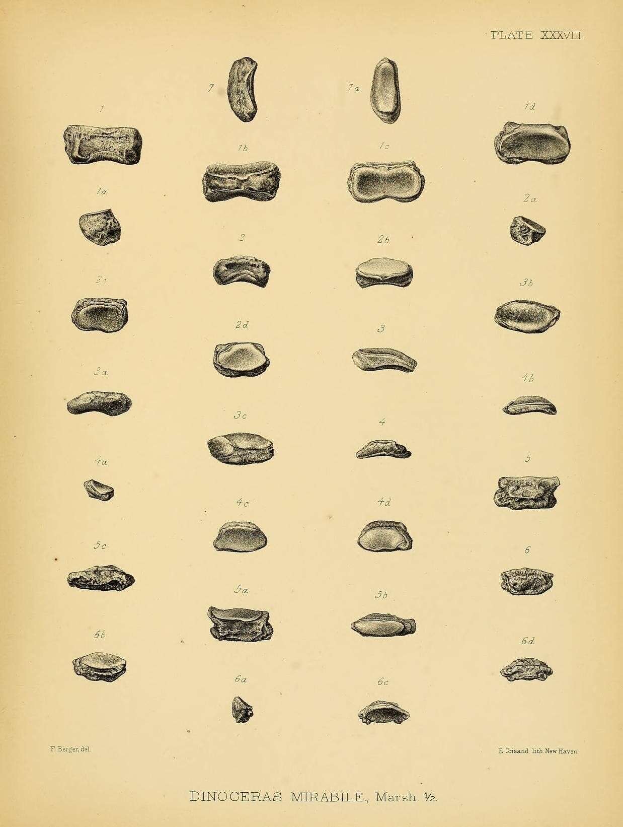 Image of Dinoceras mirabile