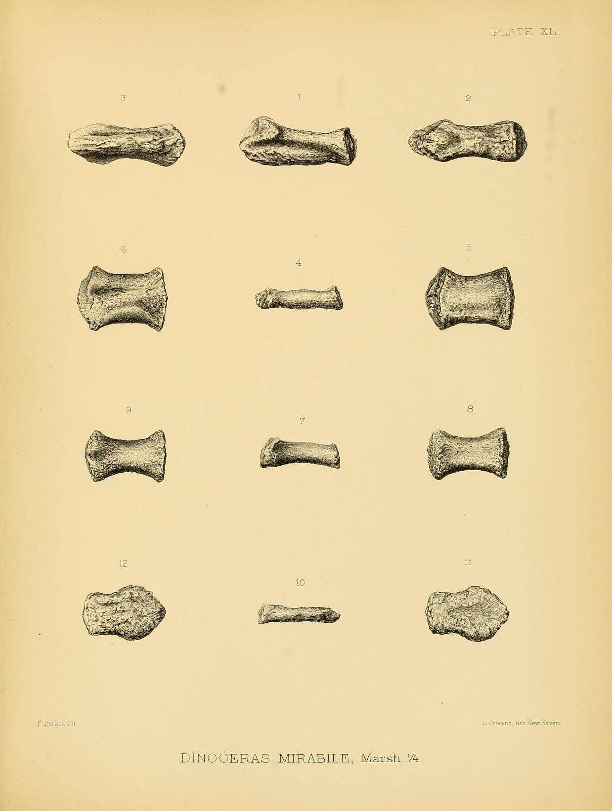 Image of Dinoceras mirabile