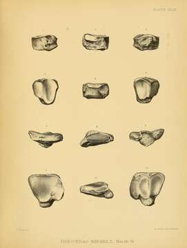 Image of Dinoceras mirabile