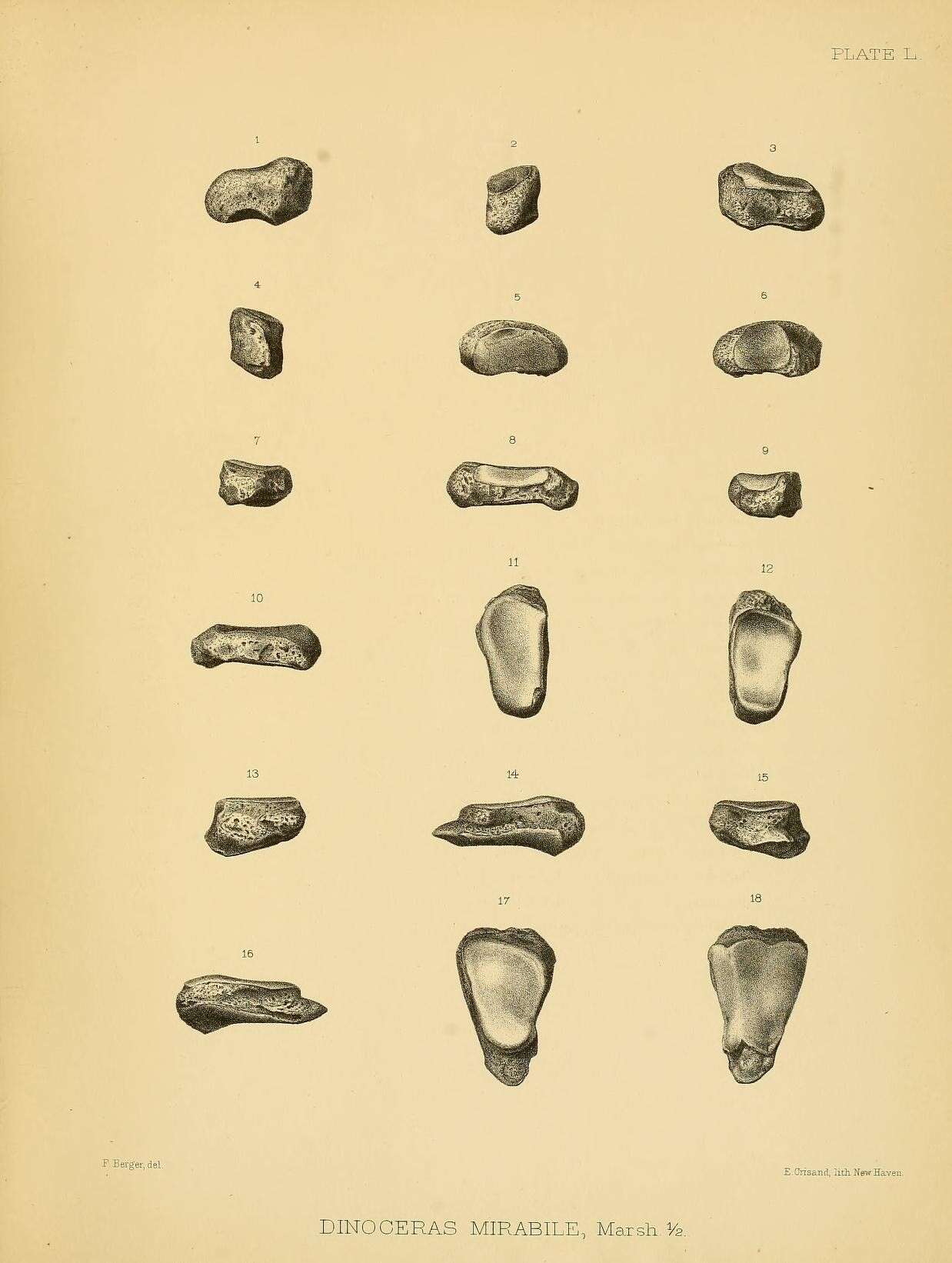 Image de Dinoceras mirabile