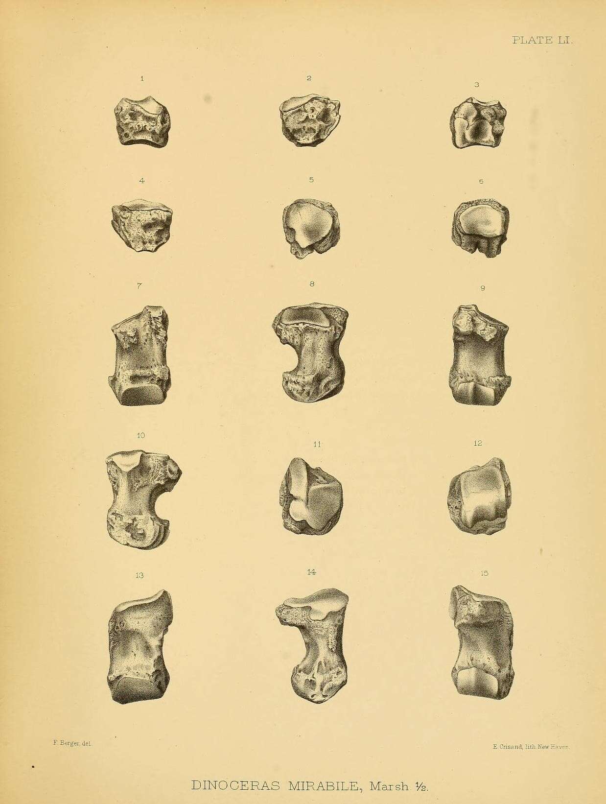 Image de Dinoceras mirabile