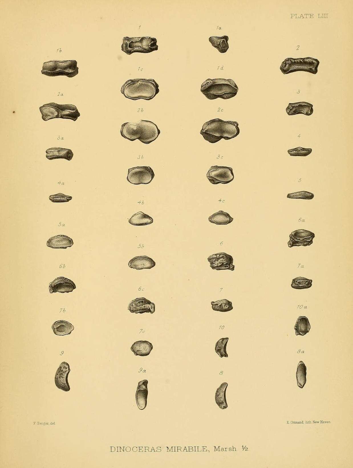 Image de Dinoceras mirabile