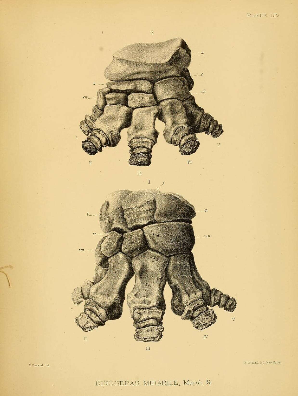 Plancia ëd Dinocerata