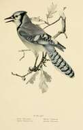 Image of Blue Jay