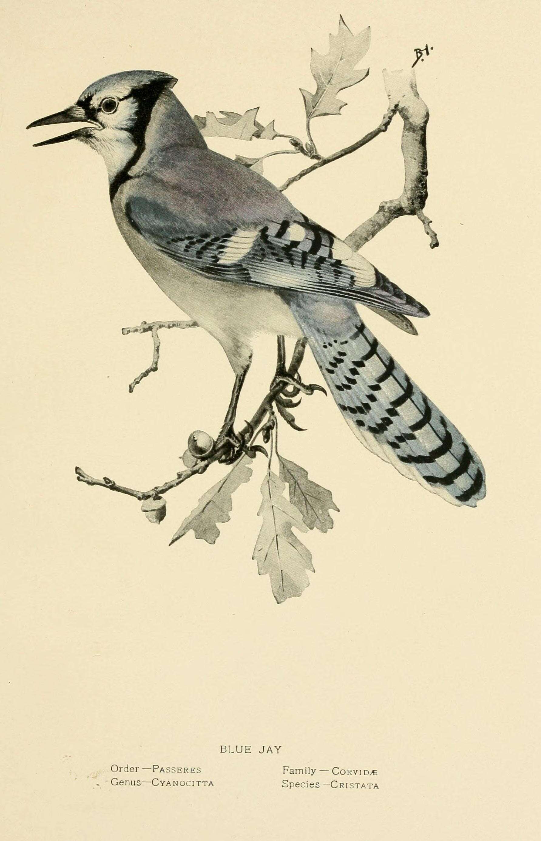 Image of Blue Jay