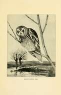 Image of Short-eared Owl