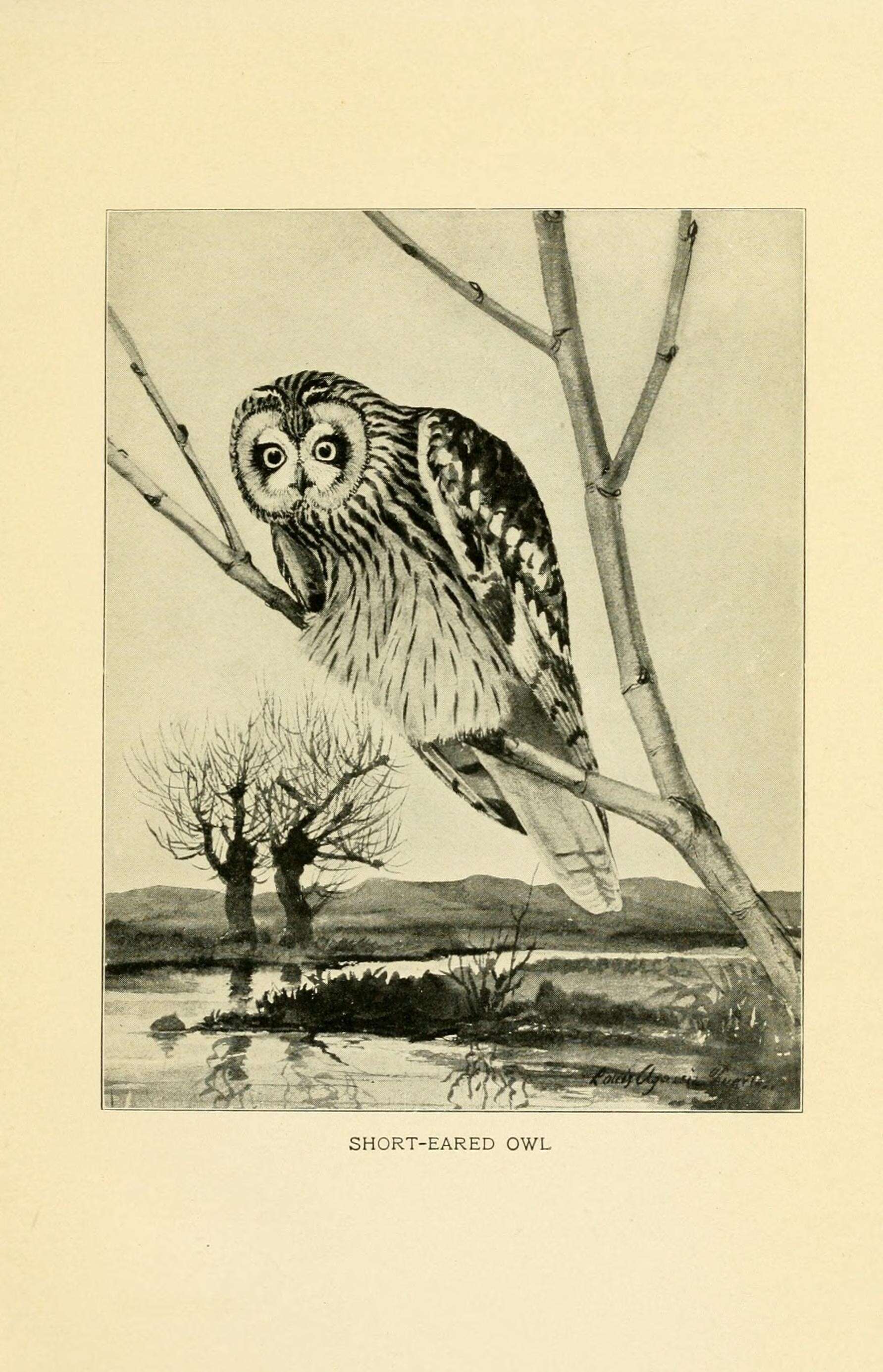 Image de Hibou des marais