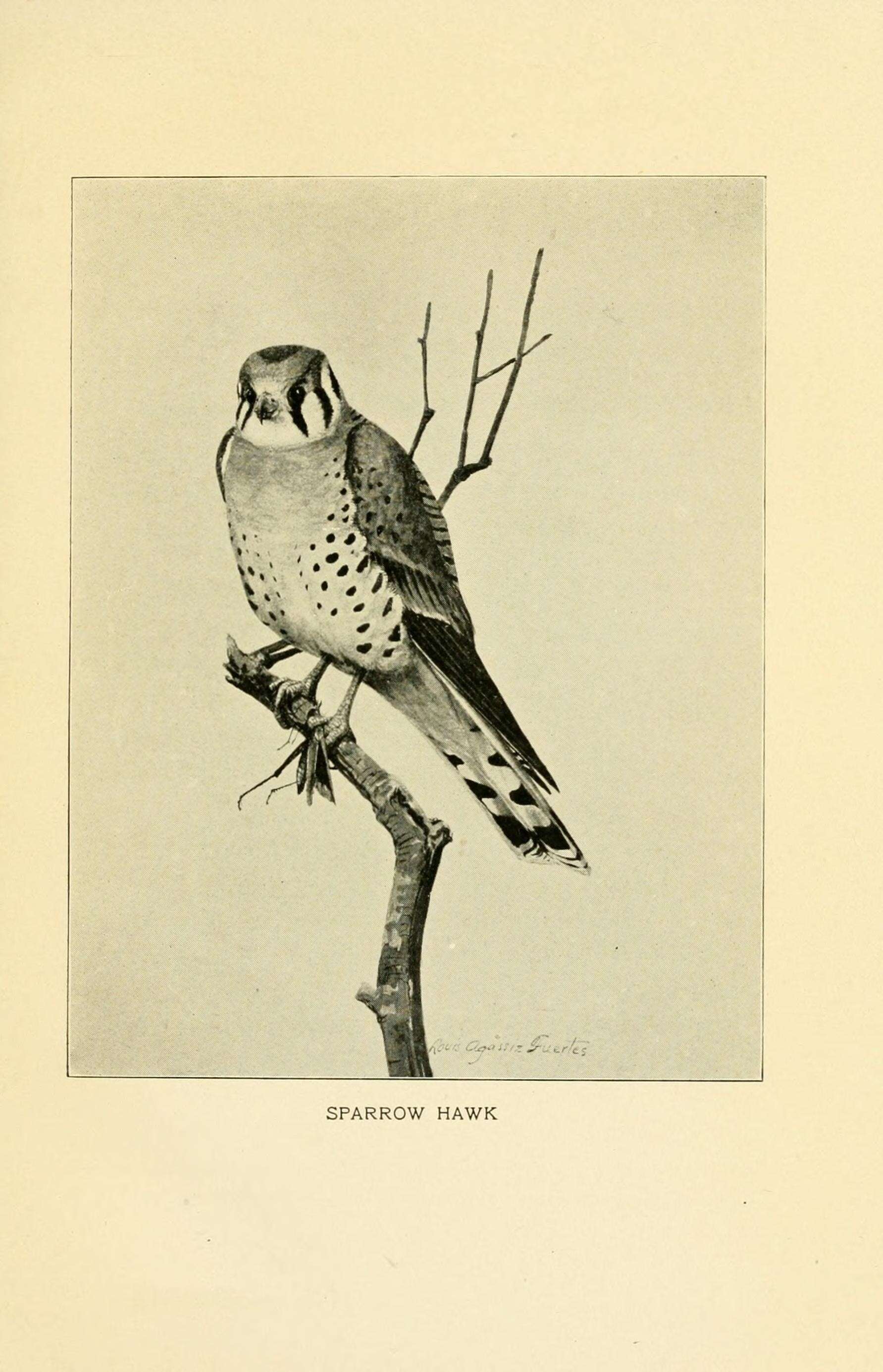 Image of American Kestrel