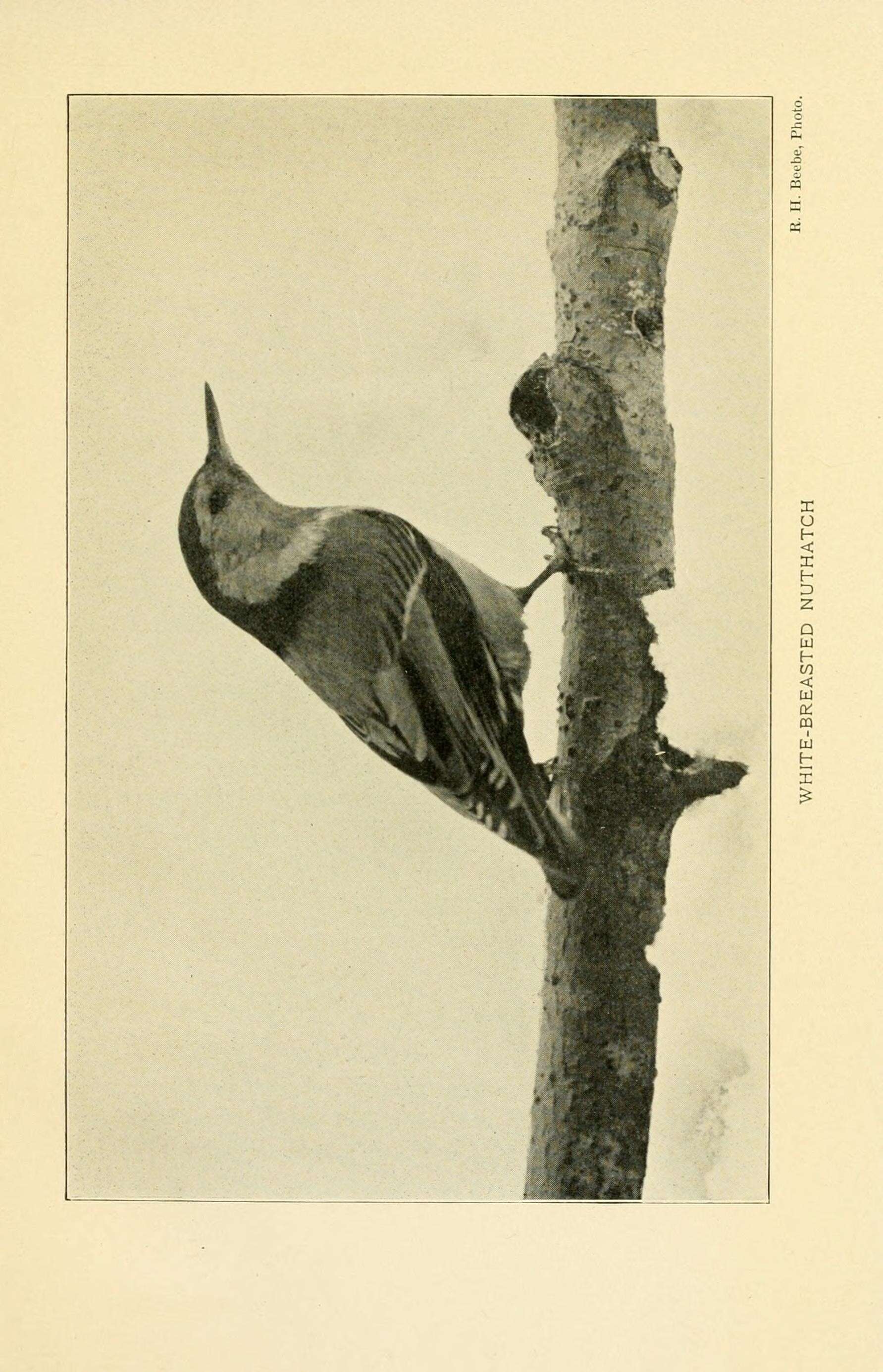 Image of White-breasted Nuthatch