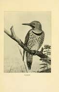 Image of Northern Flicker