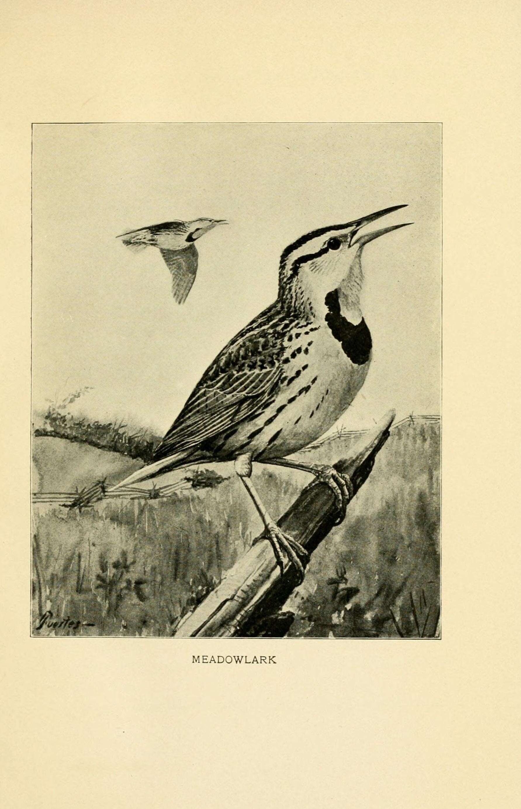 Image of Eastern Meadowlark