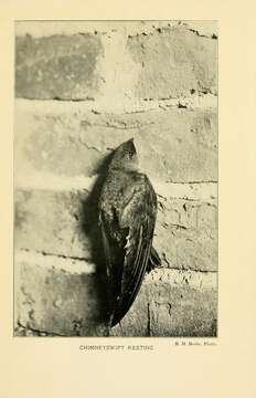 Image of Chimney Swift