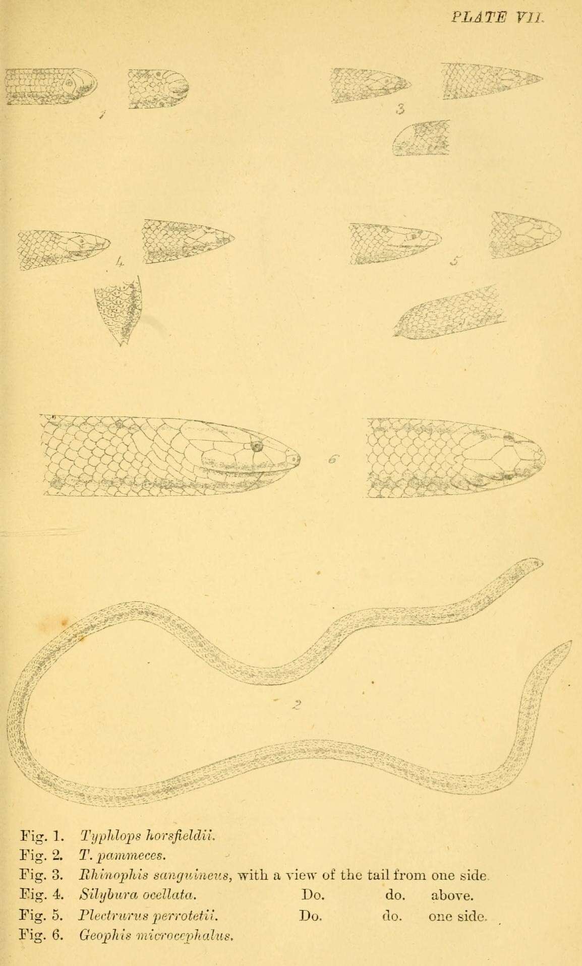 Image of South India Worm Snake