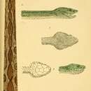 Imagem de Trimeresurus gramineus (Shaw 1802)