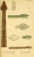 Imagem de Trimeresurus subgen. Craspedocephalus Kuhl & Van Hasselt 1822