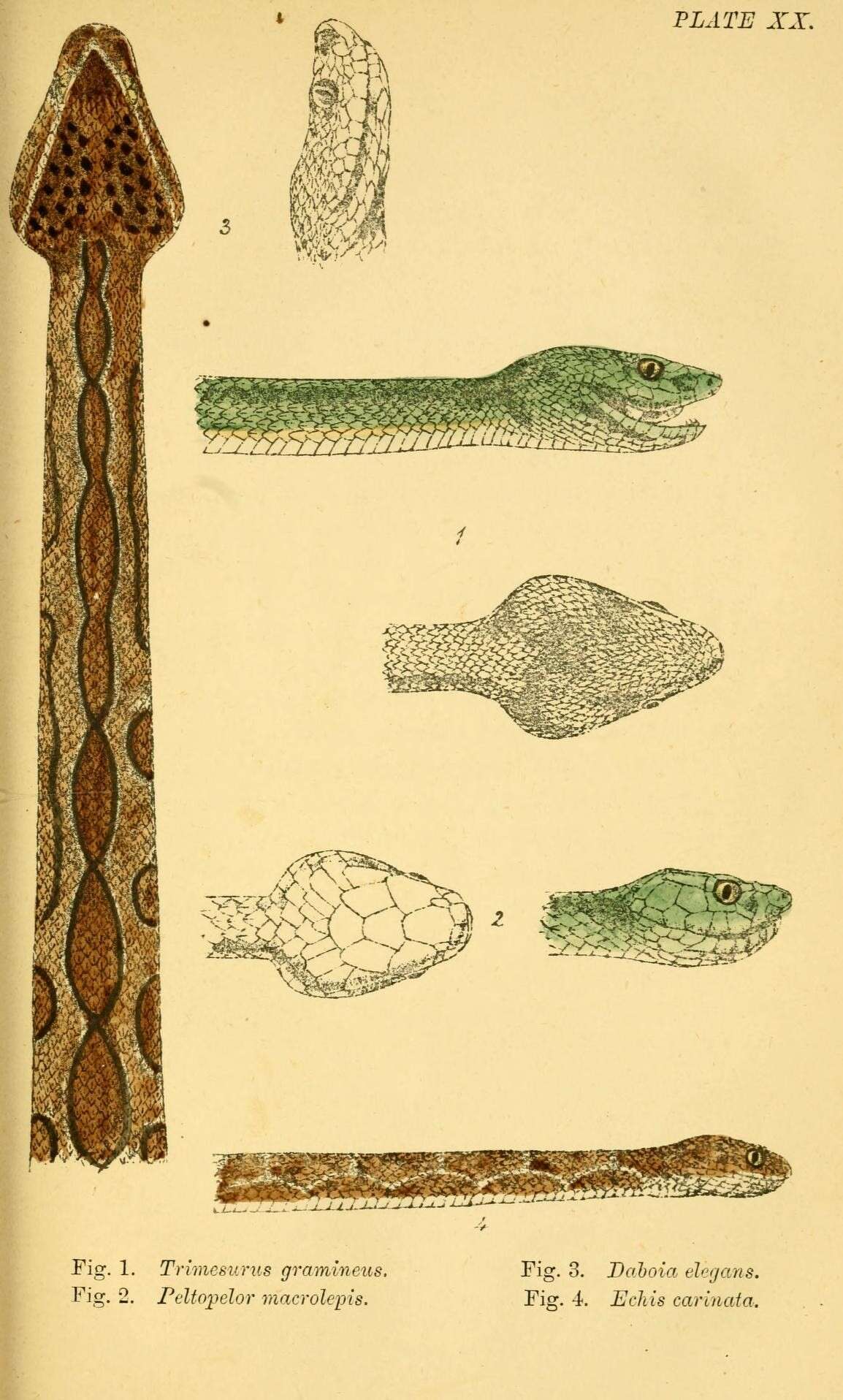 Image of Trimeresurus subgen. Craspedocephalus Kuhl & Van Hasselt 1822