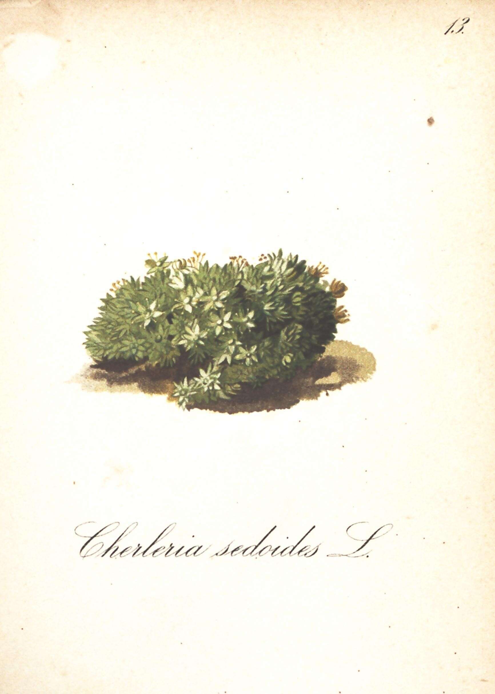 Cherleria sedoides L.的圖片