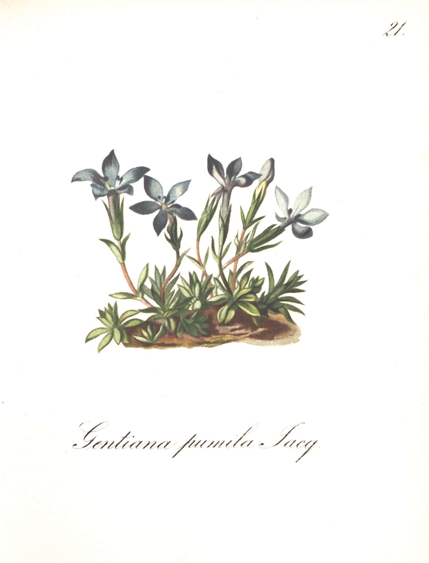 Gentiana pumila Jacq. resmi