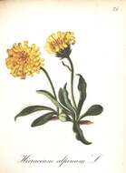 Hieracium alpinum L. resmi