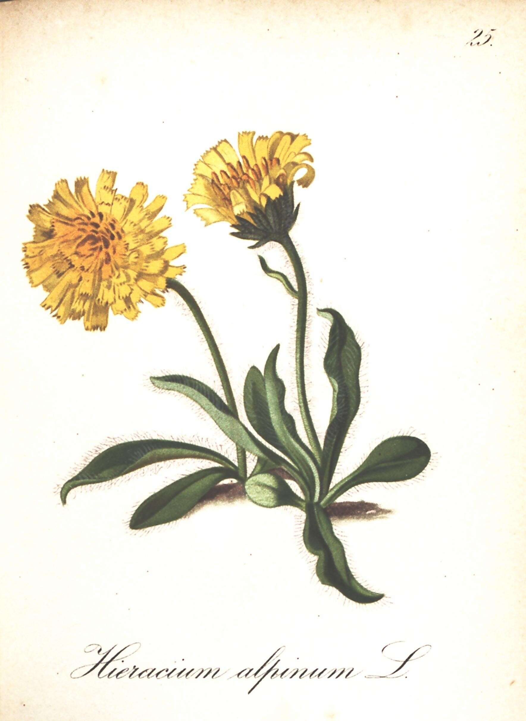 Image de Hieracium alpinum L.