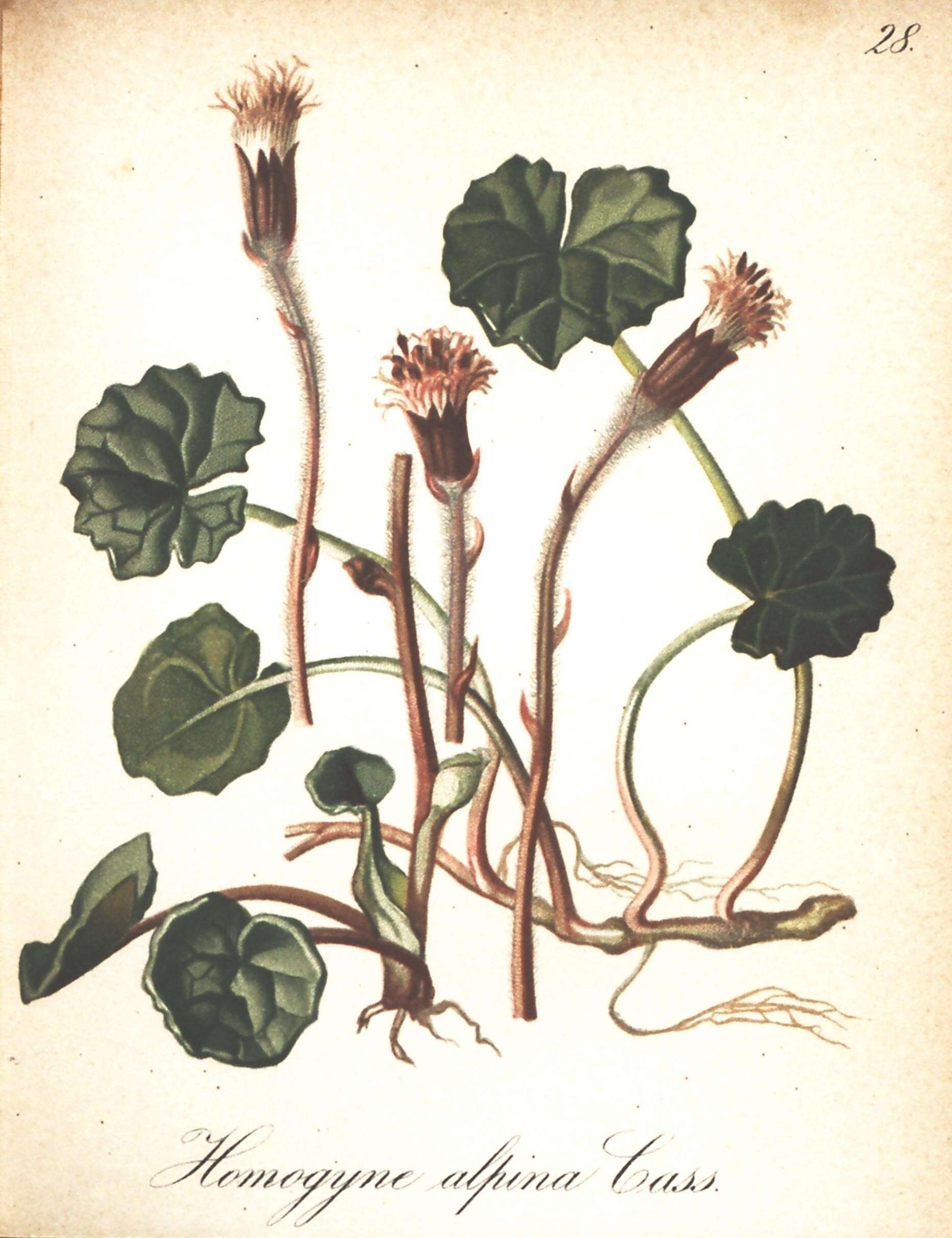 Image of Purple Coltsfoot