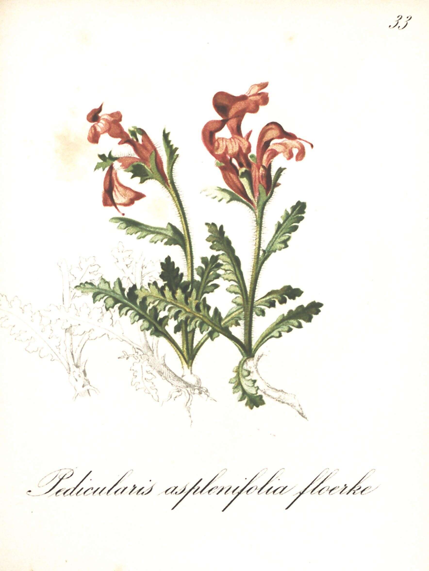 Image de Pedicularis asplenifolia Floerke ex Willd.