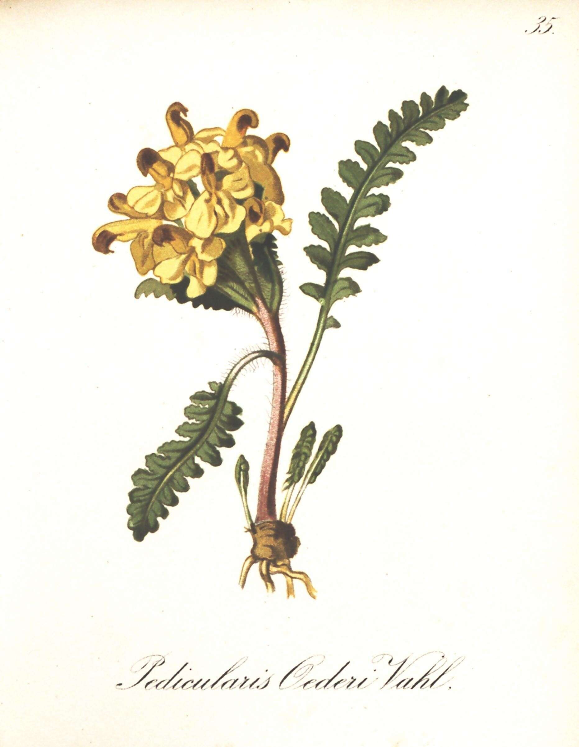 Image of Oeder's lousewort