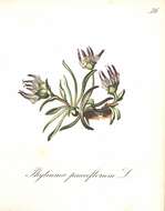 Image of Phyteuma globulariifolium Sternb. & Hoppe