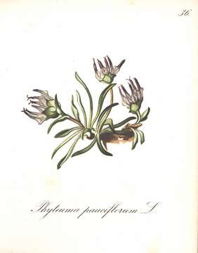 Sivun Phyteuma globulariifolium Sternb. & Hoppe kuva