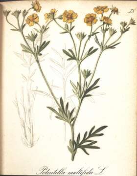 Imagem de Potentilla multifida L.