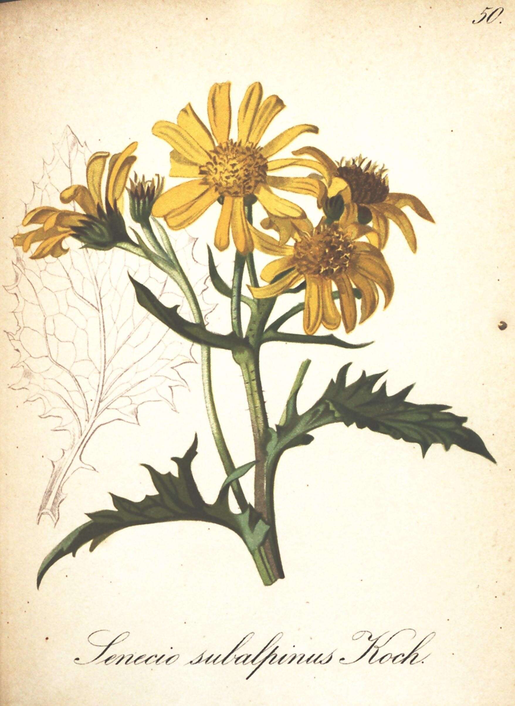 Plancia ëd Jacobaea subalpina (W. D. J. Koch) Pelser & Veldkamp