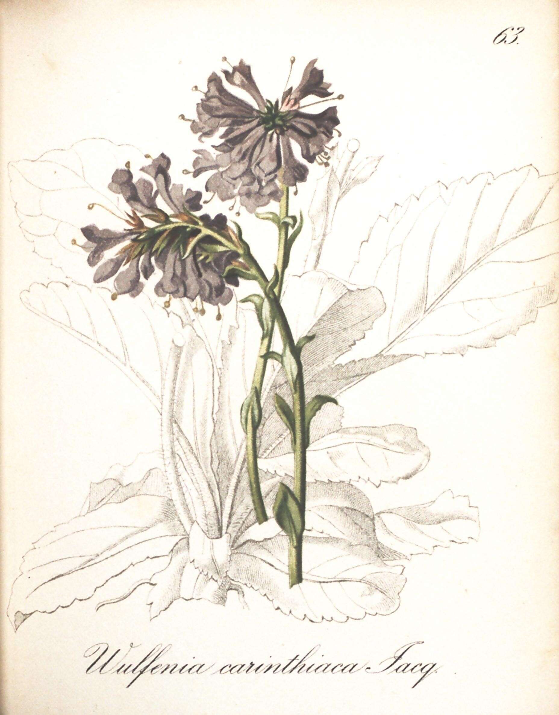 Image of Wulfenia