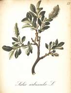 Image de Salix arbuscula L.