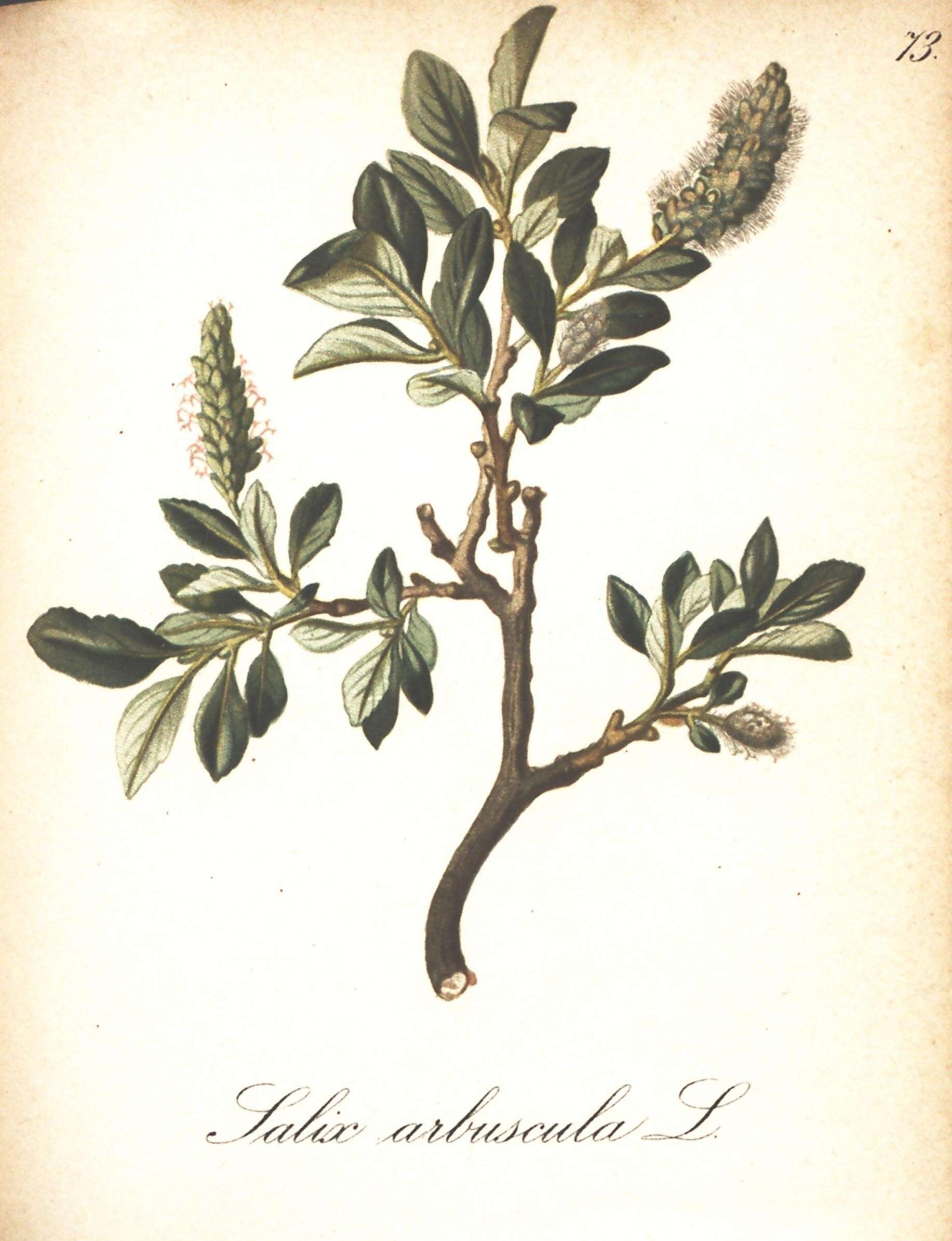Imagem de Salix arbuscula L.