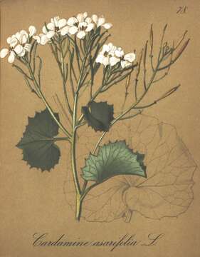 Imagem de Cardamine asarifolia L.