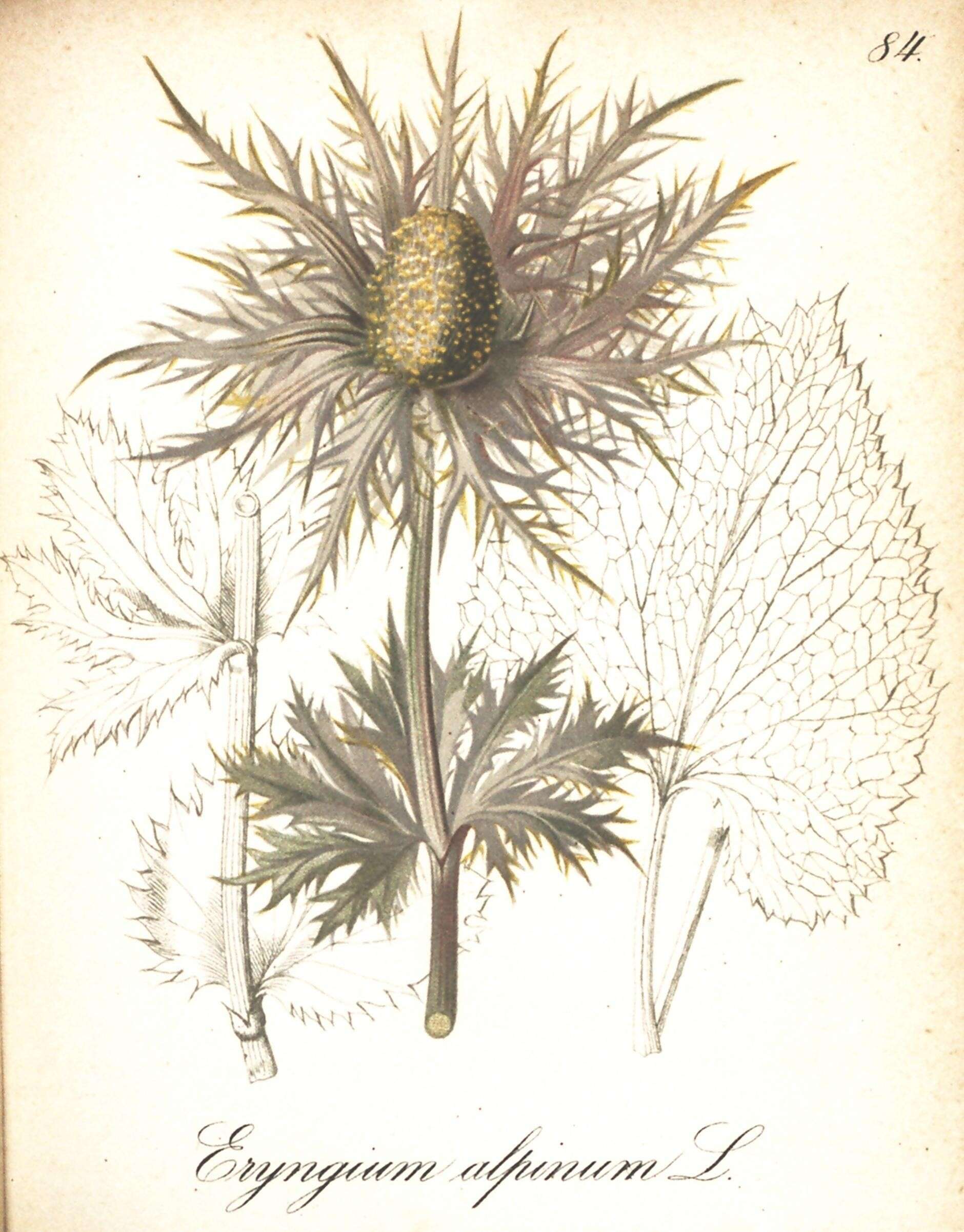 Eryngium alpinum L. resmi